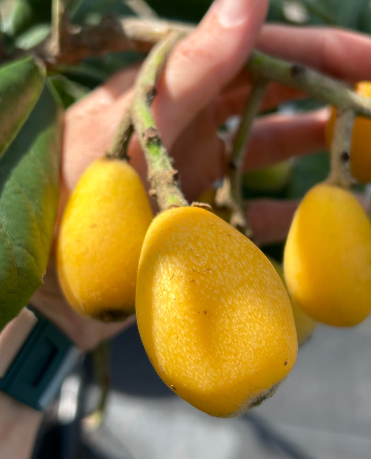 Loquat Tree 'Champagne'