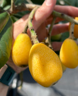 Loquat Tree 'Champagne'