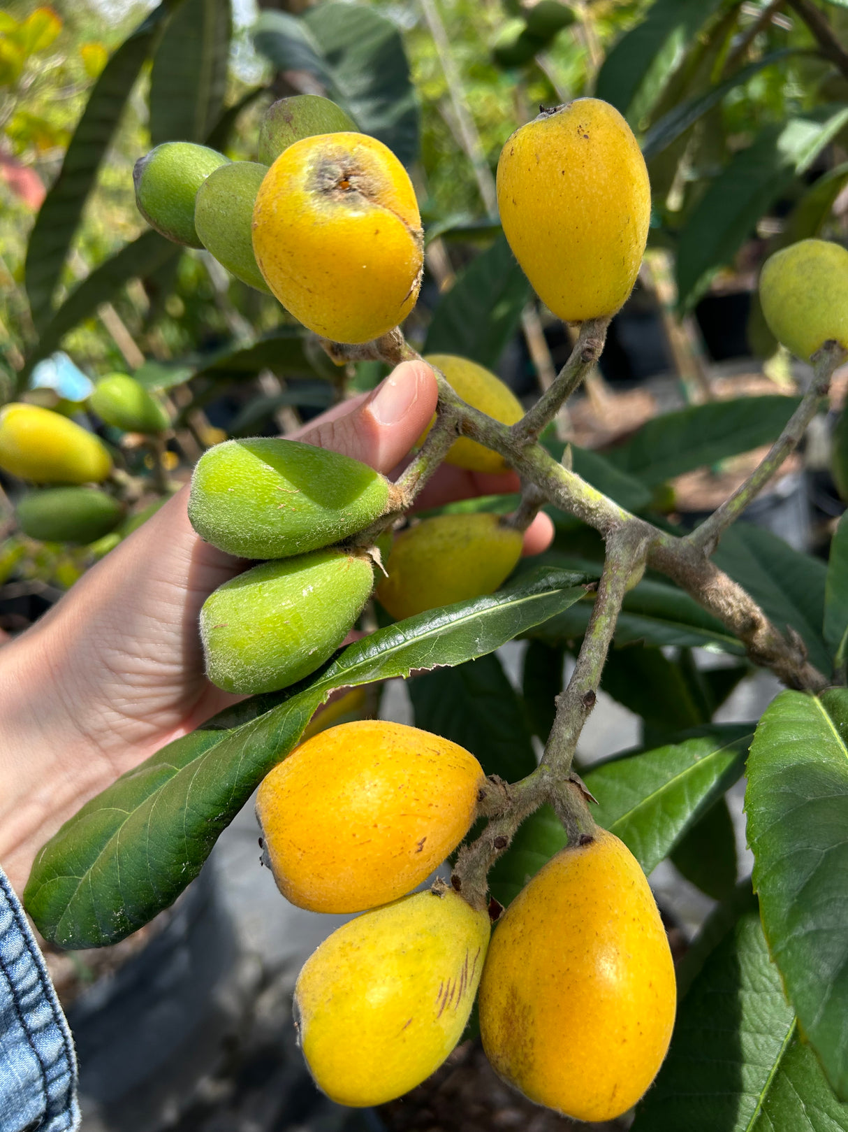 Loquat Tree 'Champagne'