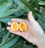 Loquat Tree 'Christmas'