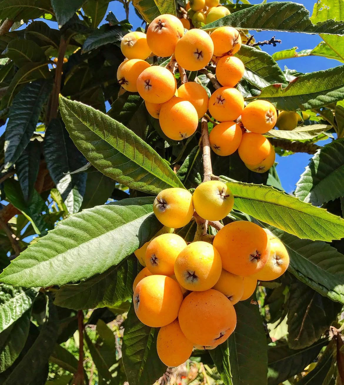 Loquat Tree 'Golden Nugget'