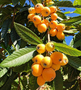 Loquat Tree 'Golden Nugget'