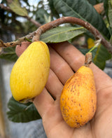 Loquat Tree 'Peluche'