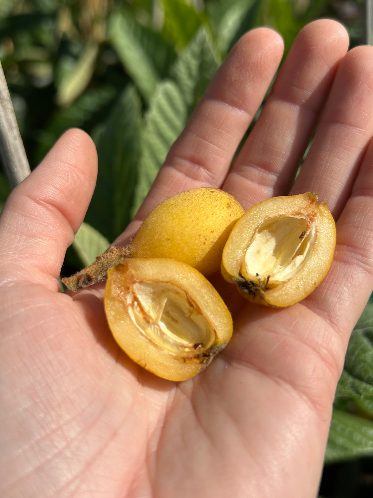 Loquat Tree 'Vista White'