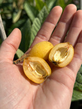Loquat Tree 'Vista White'