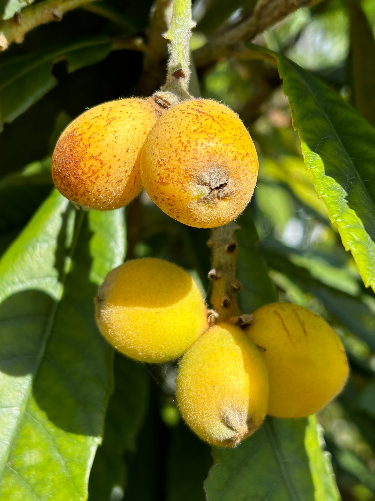 Loquat Tree 'Vista White'