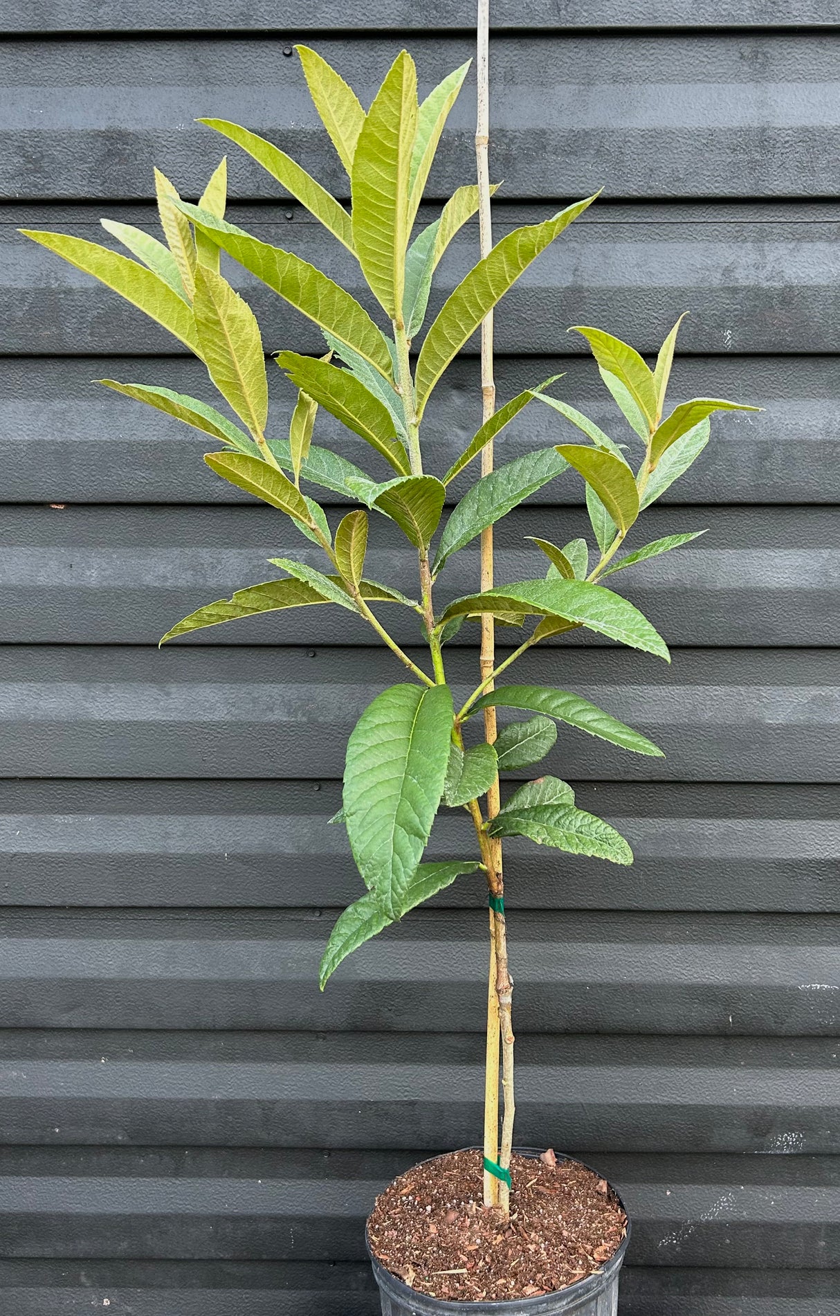 Loquat Tree 'Yehuda'