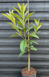 Loquat Tree 'Yehuda'