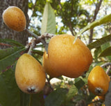 Loquat Tree 'Yehuda'