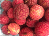 Lychee Tree 'Emperor'
