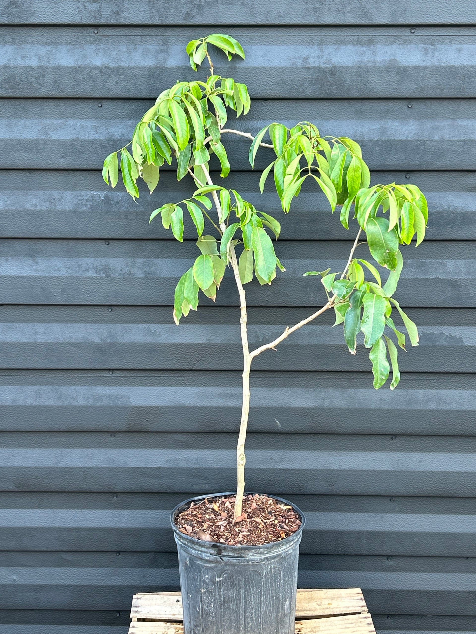 lychee plant indoors Lychee Tree 'Emperor' – Incredible Edible Landscapes