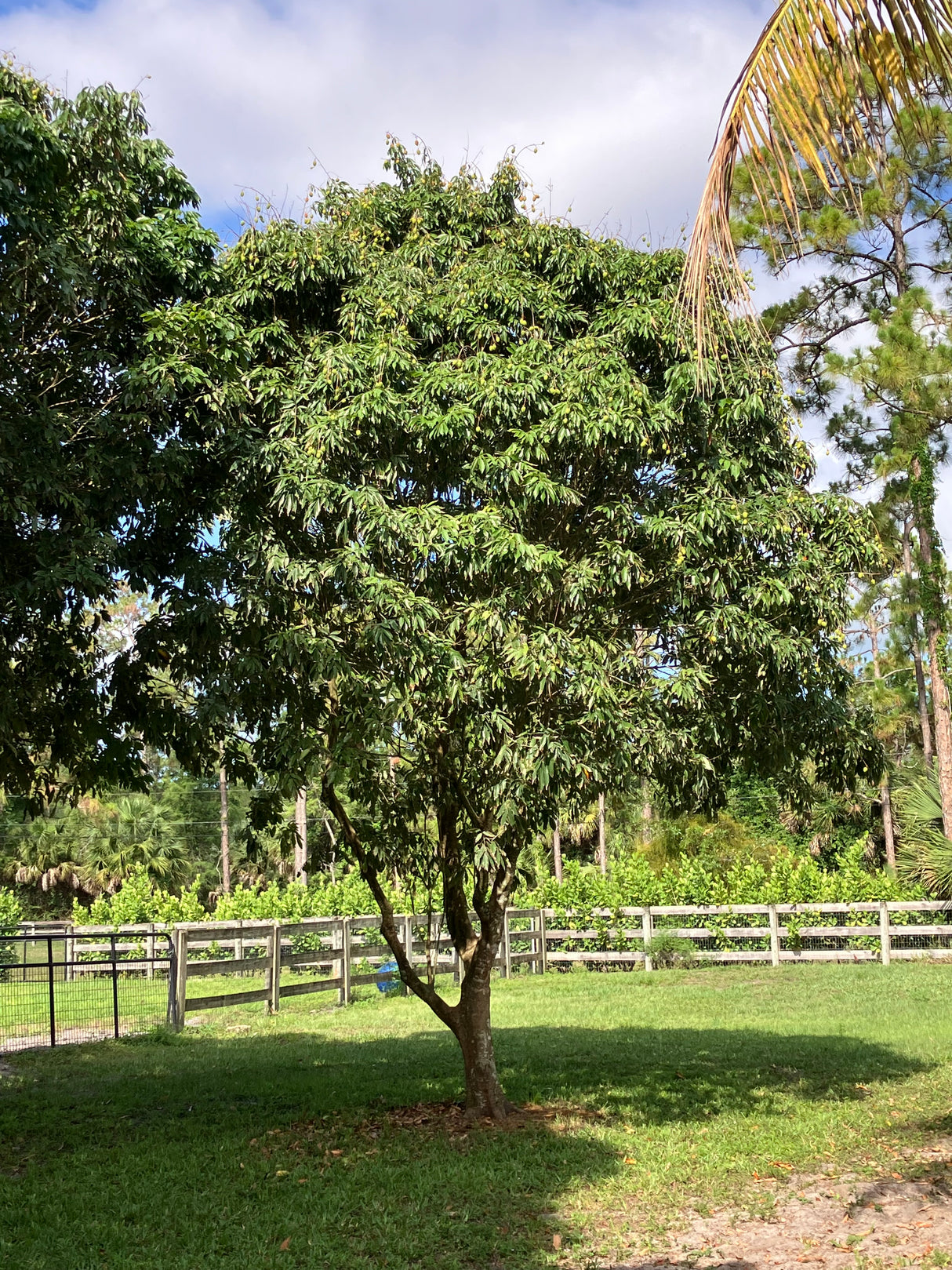 Lychee Tree 'Mauritius'