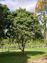 Lychee Tree 'Mauritius'
