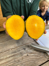 Mango Tree ‘M-4’