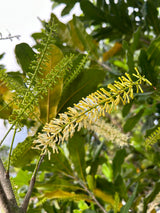 Macadamia Nut Tree 'Beaumont'