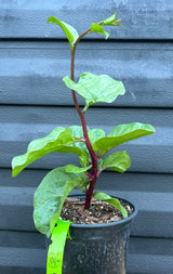 Malabar Spinach - Red Stem
