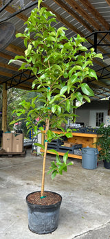Malay Apple Tree