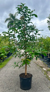 Malay Apple Tree