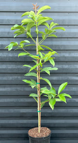 Malay Apple Tree