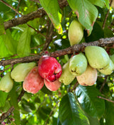 Malay Apple Tree