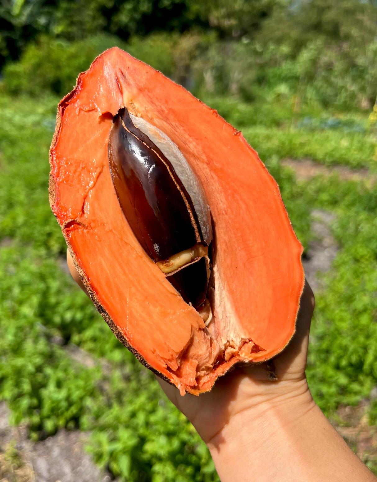 Mamey Sapote Tree  'Magaña'