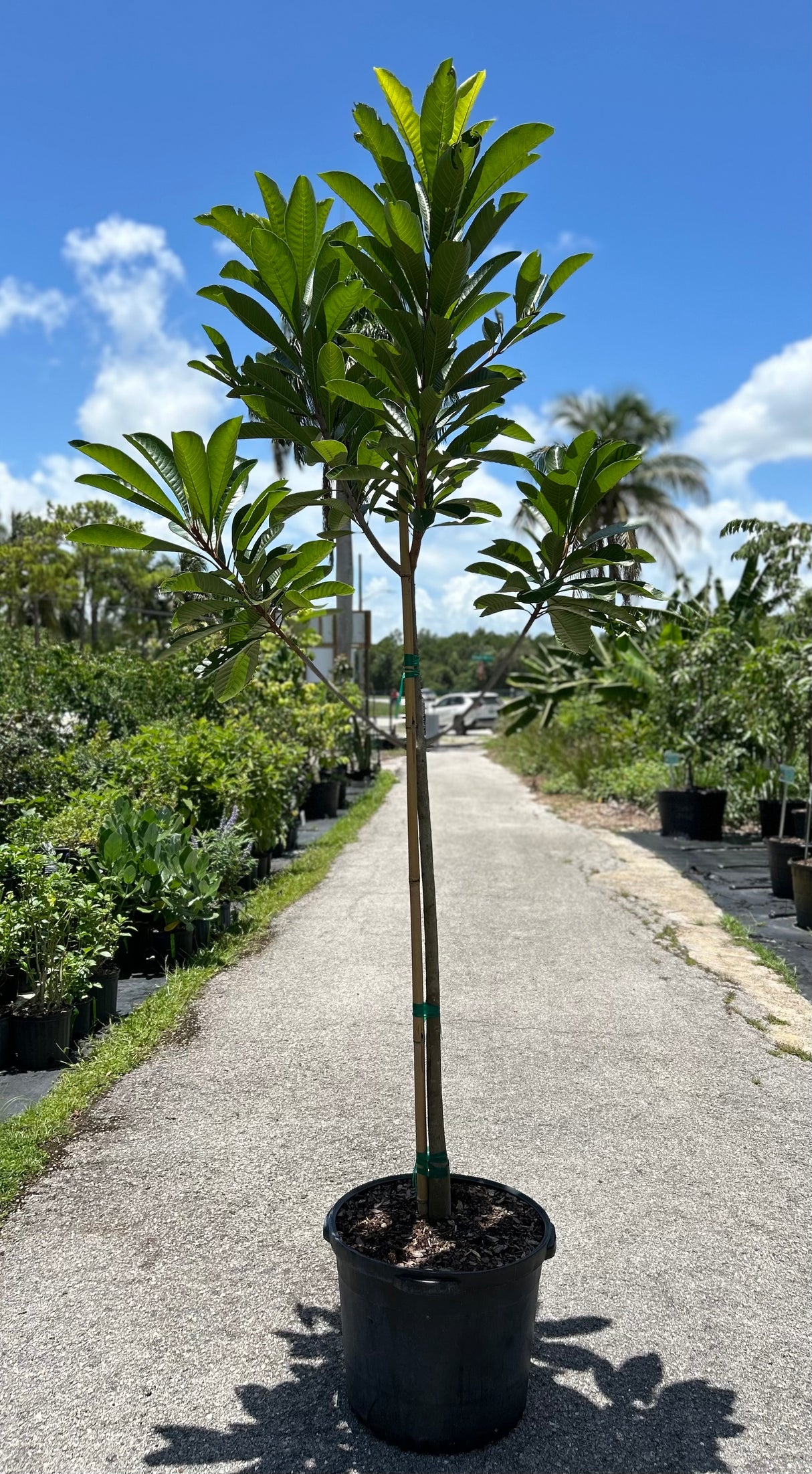 Mamey Sapote Tree  'Pantin' aka 'Key West'