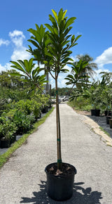 Mamey Sapote Tree  'Pantin' aka 'Key West'