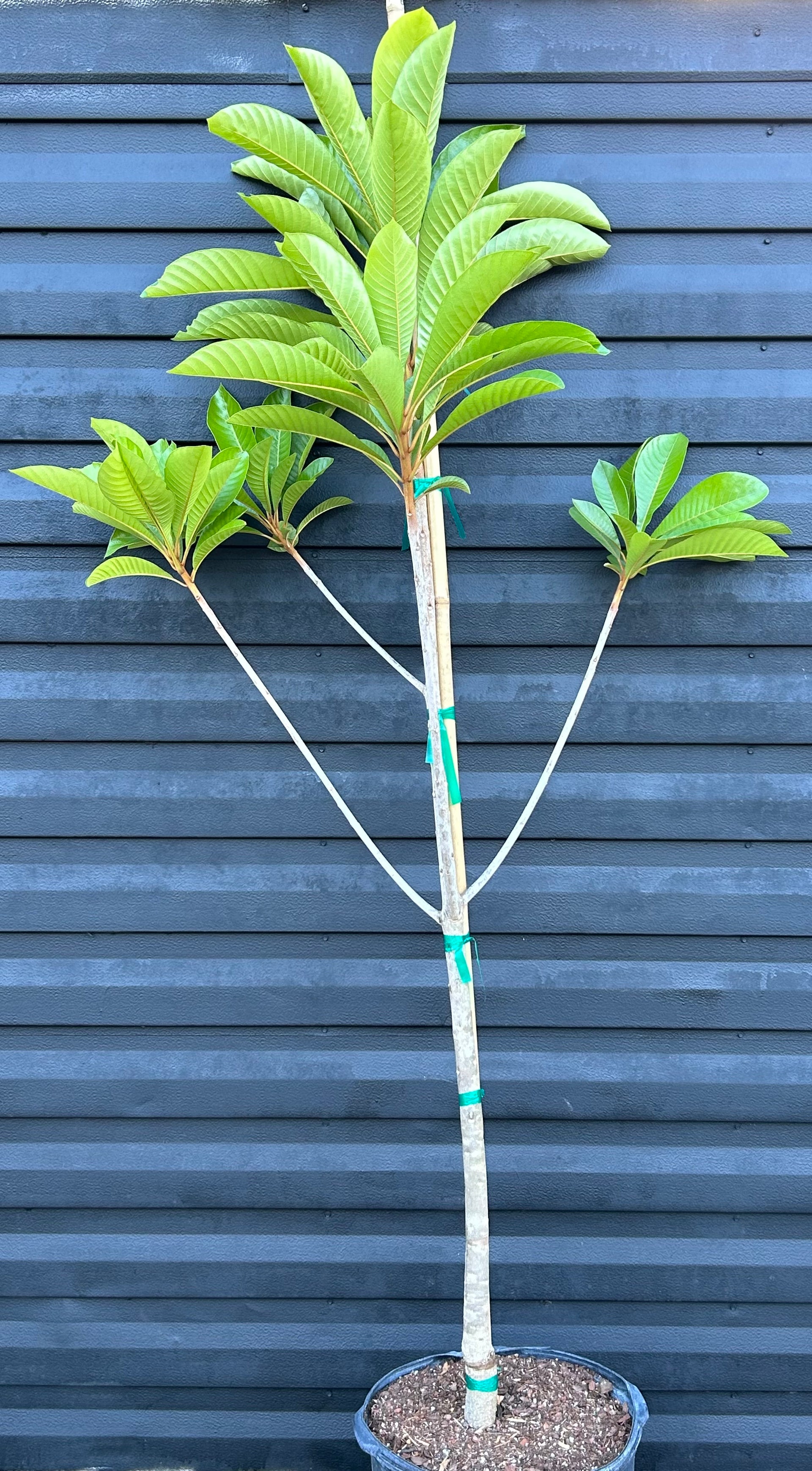 mamey seed planting Mamey Sapote Tree 'Pantin' aka 'Key West' – Incredible Edible Landscapes