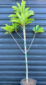 Mamey Sapote Tree  'Pantin' aka 'Key West'
