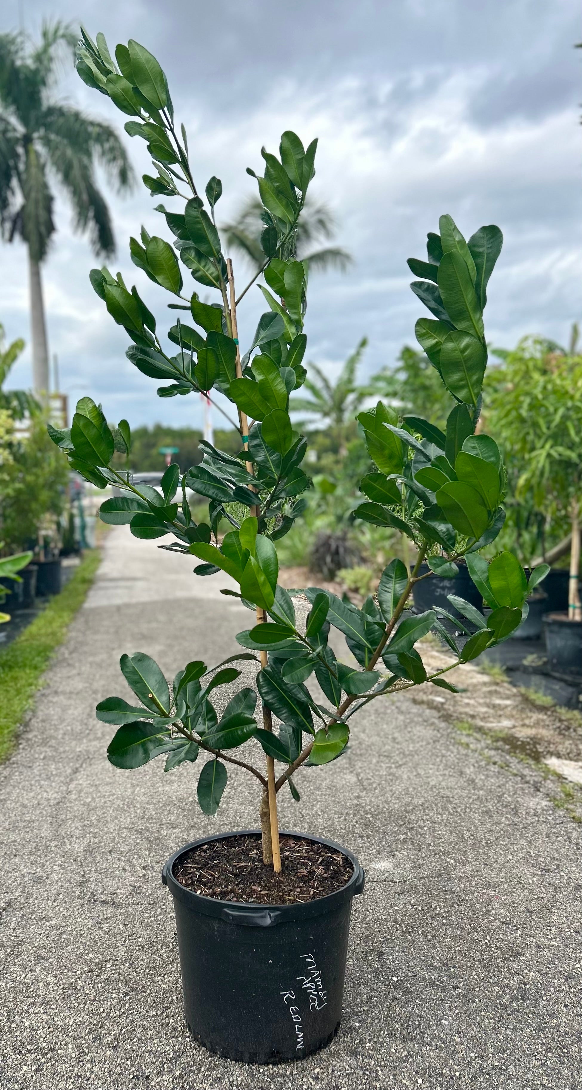 Mammee Apple Tree 'Redland' – Incredible Edible Landscapes