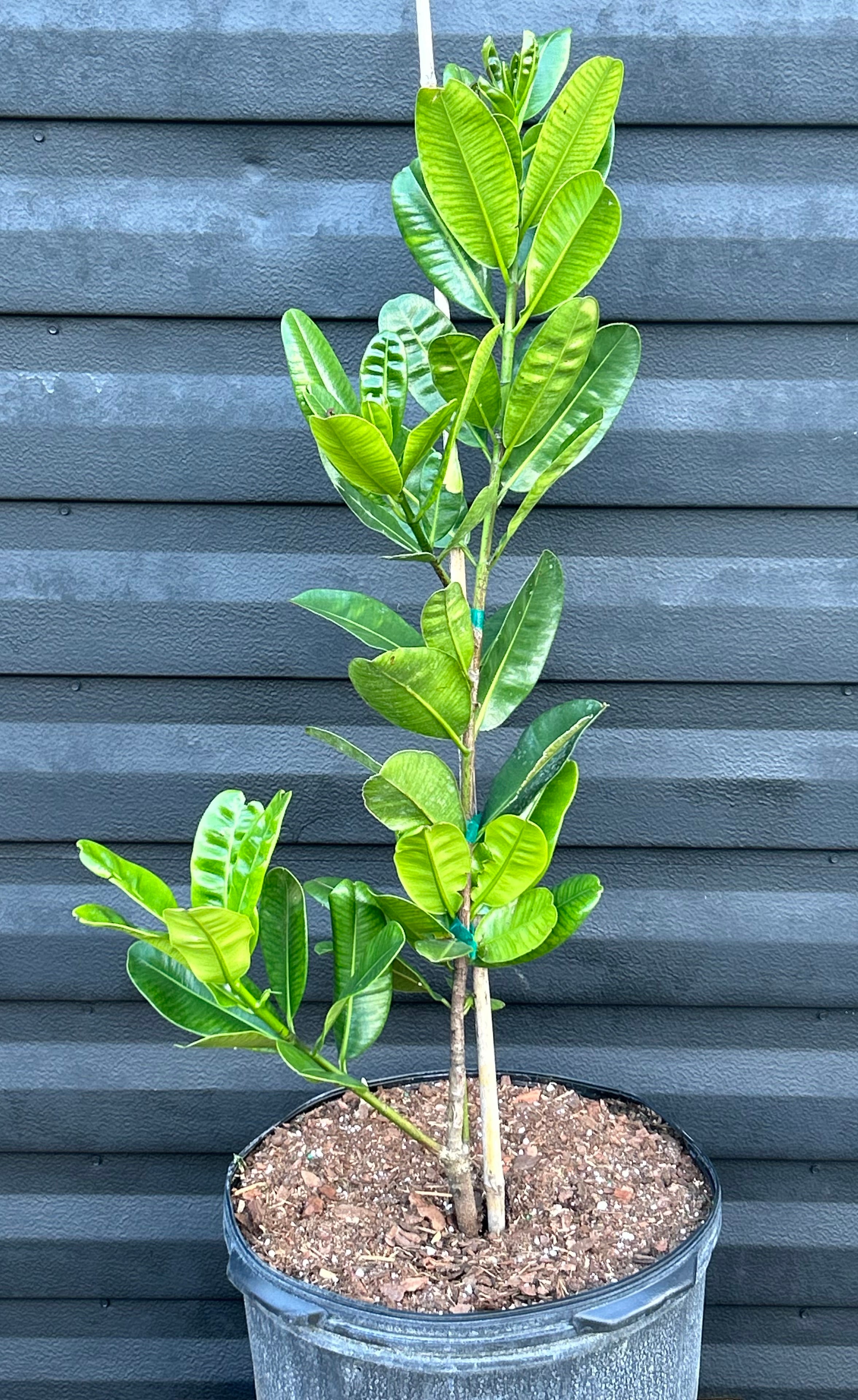 Mammee Apple Tree 'Redland' – Incredible Edible Landscapes
