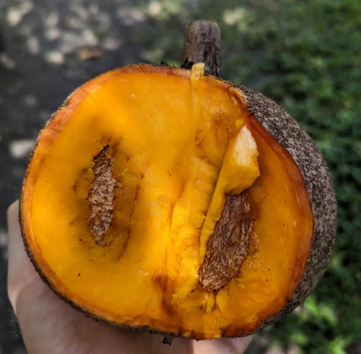 Apple - mam Mammee Apple Tree 'Redland' – Incredible Edible Landscapes