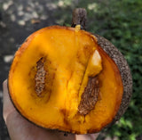 Mammee Apple Tree 'Redland'