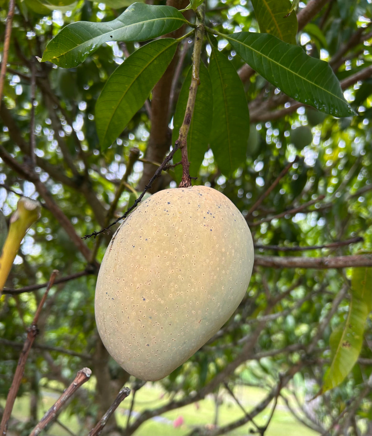 Mango Tree 'Cac’