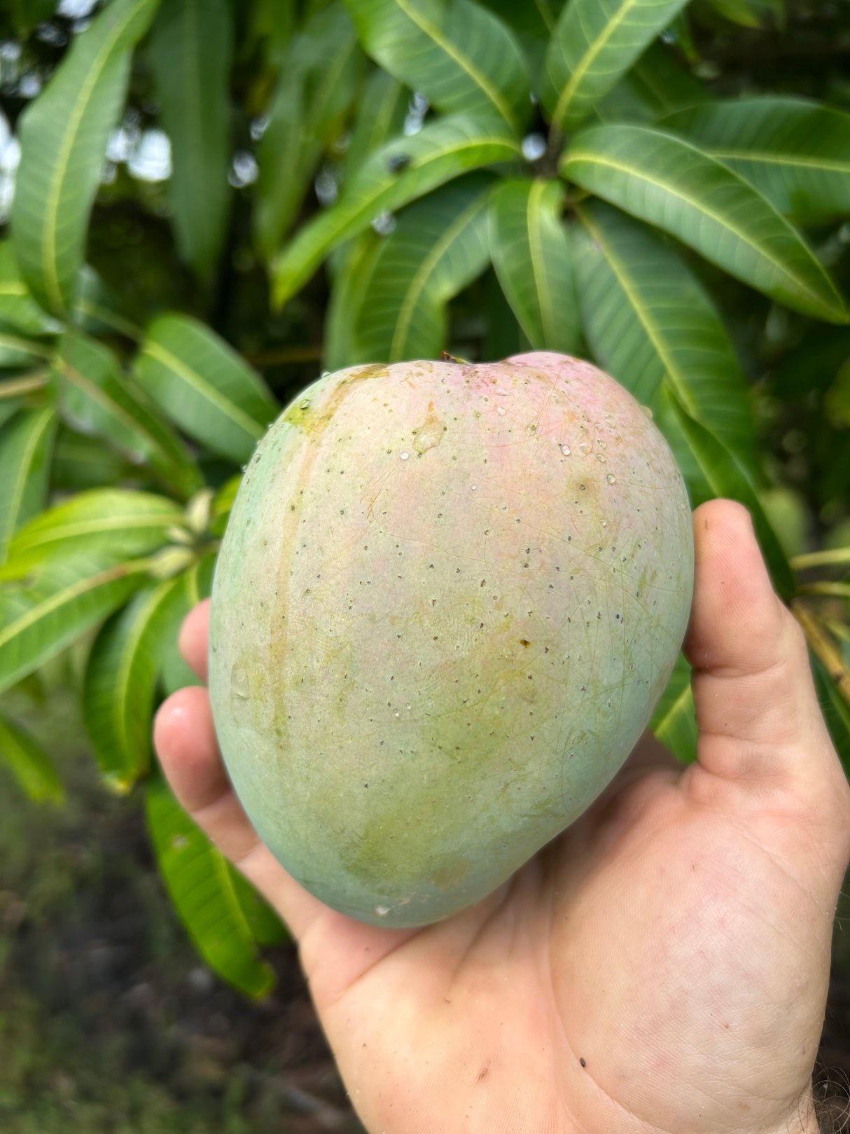 Mango Tree 'Cac’