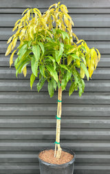 Mango Tree ‘Glenn’