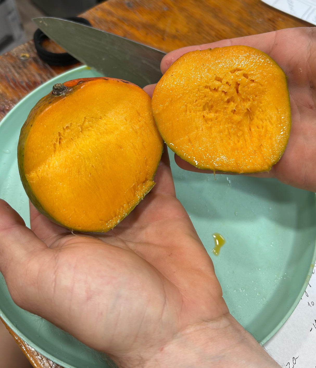Mango Tree ‘Dwarf Hawaiian’