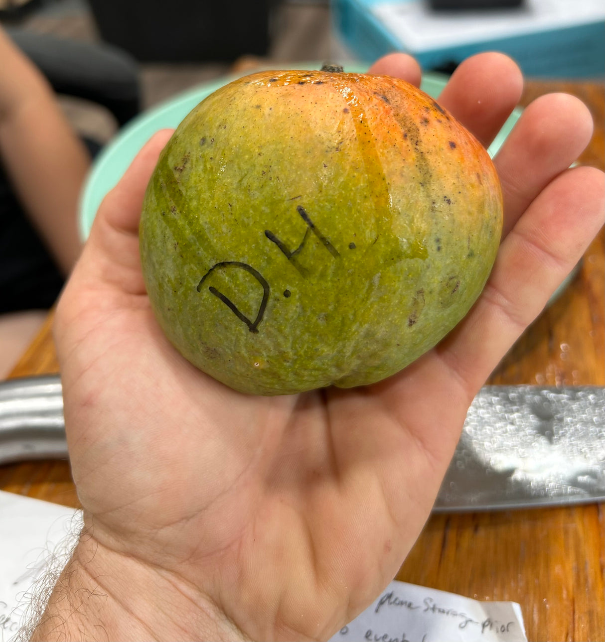 Mango Tree ‘Dwarf Hawaiian’