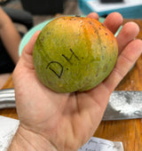 Mango Tree ‘Dwarf Hawaiian’