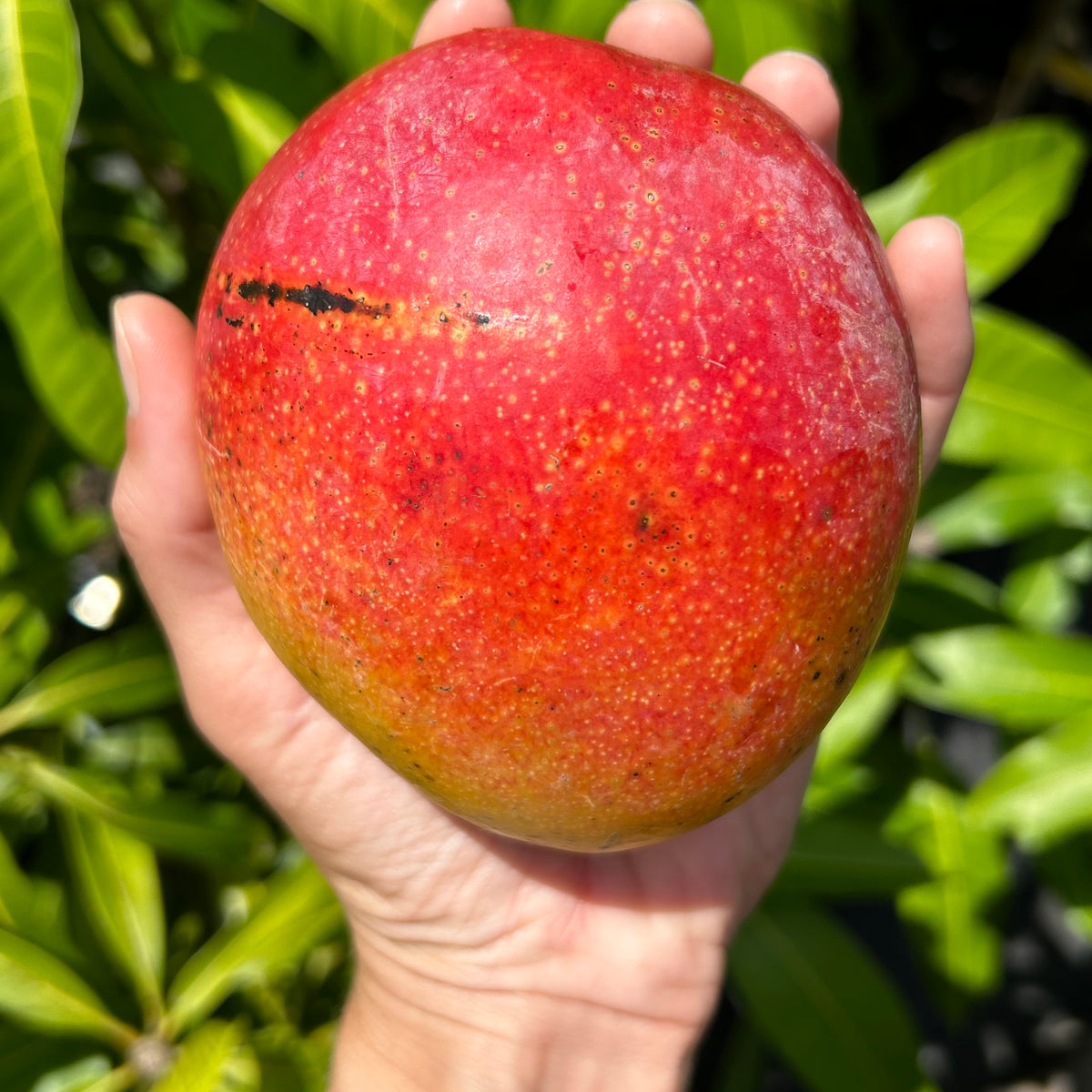 Mango Tree ‘Haden’ – Incredible Edible Landscapes