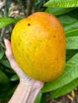 Mango Tree 'Jakarta'