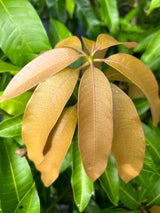 Mango Tree ‘Juicy Peach’