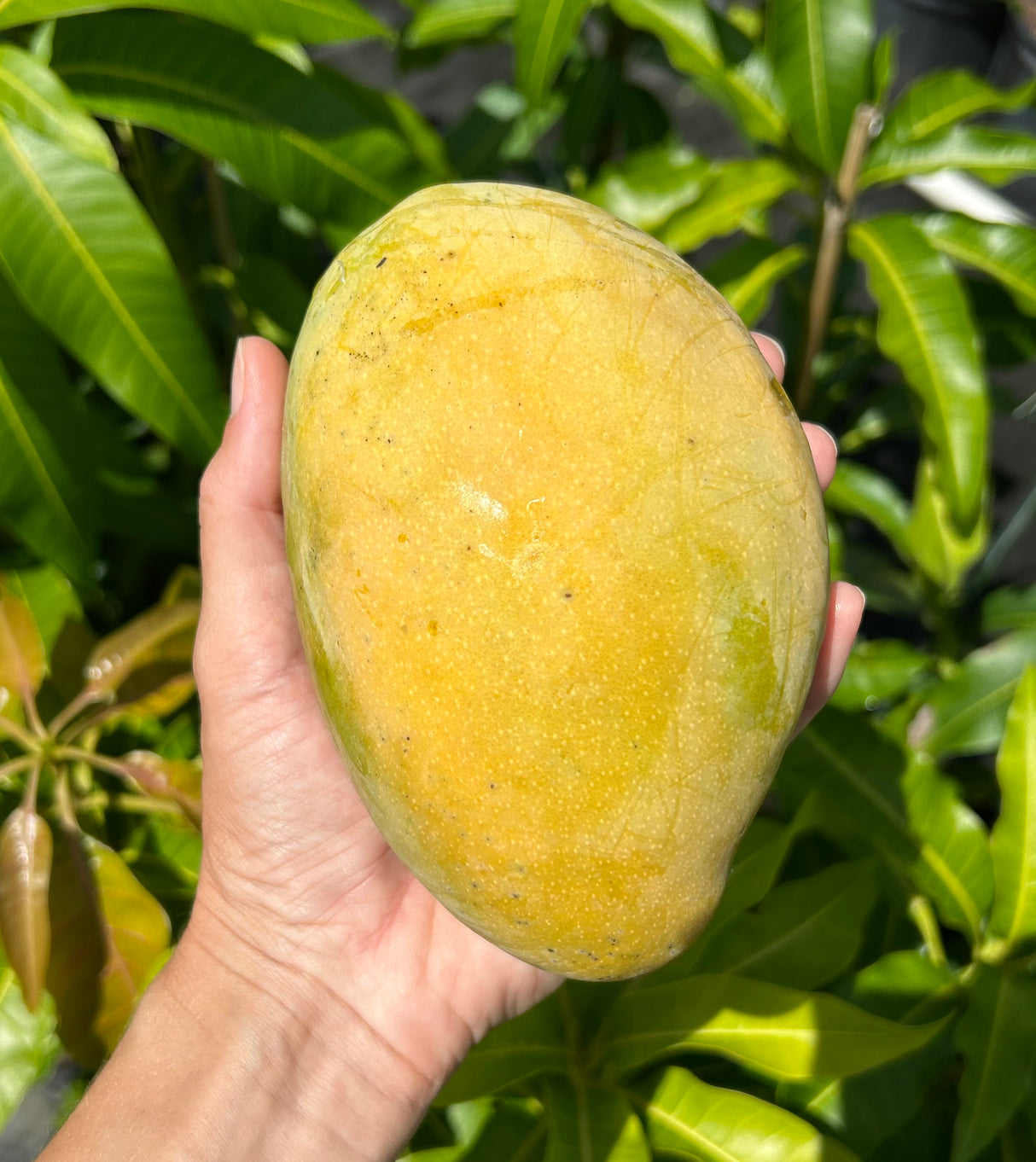 Mango Tree ‘Karen Michelle’