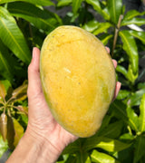 Mango Tree ‘Karen Michelle’