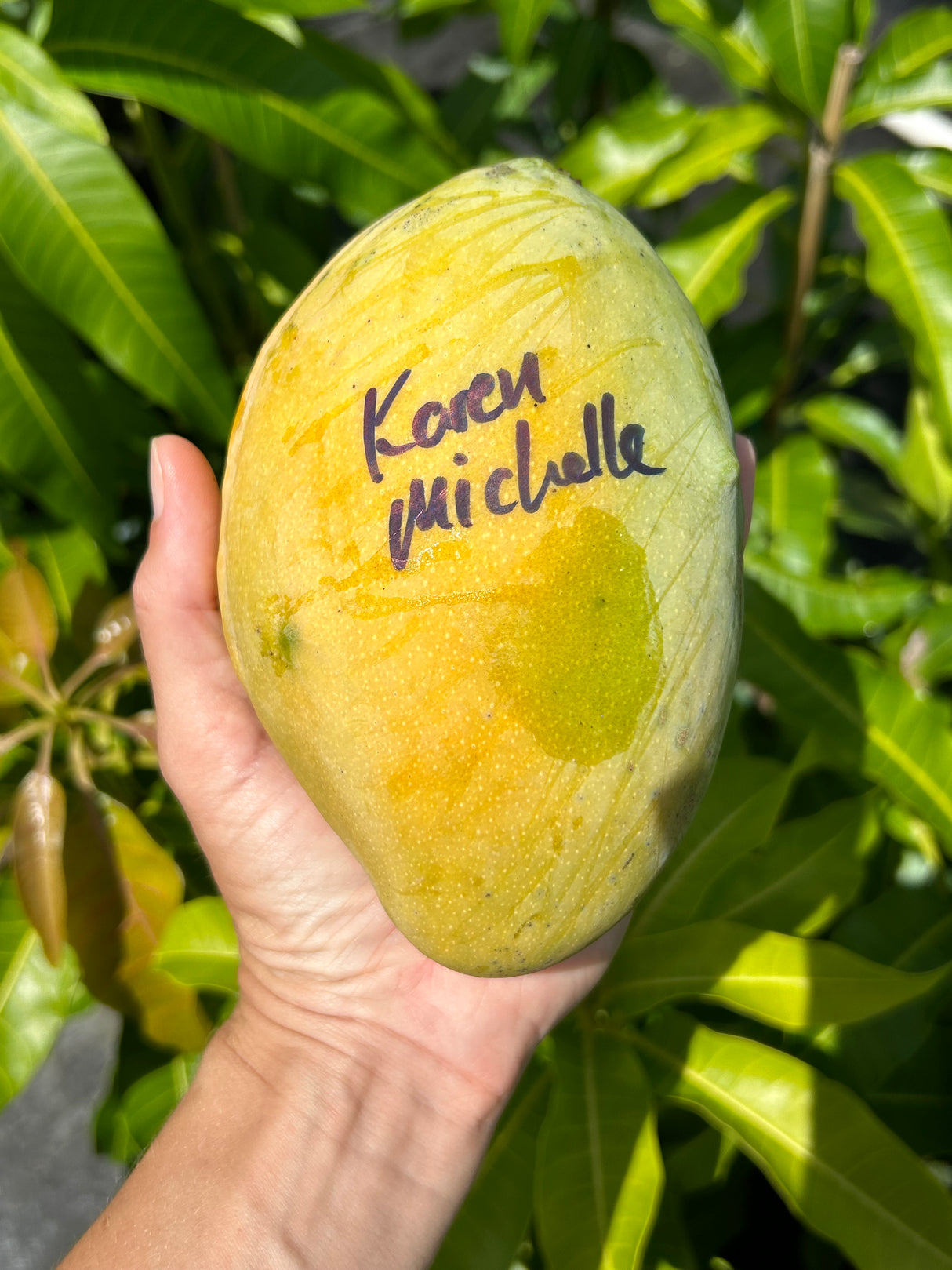 Mango Tree ‘Karen Michelle’