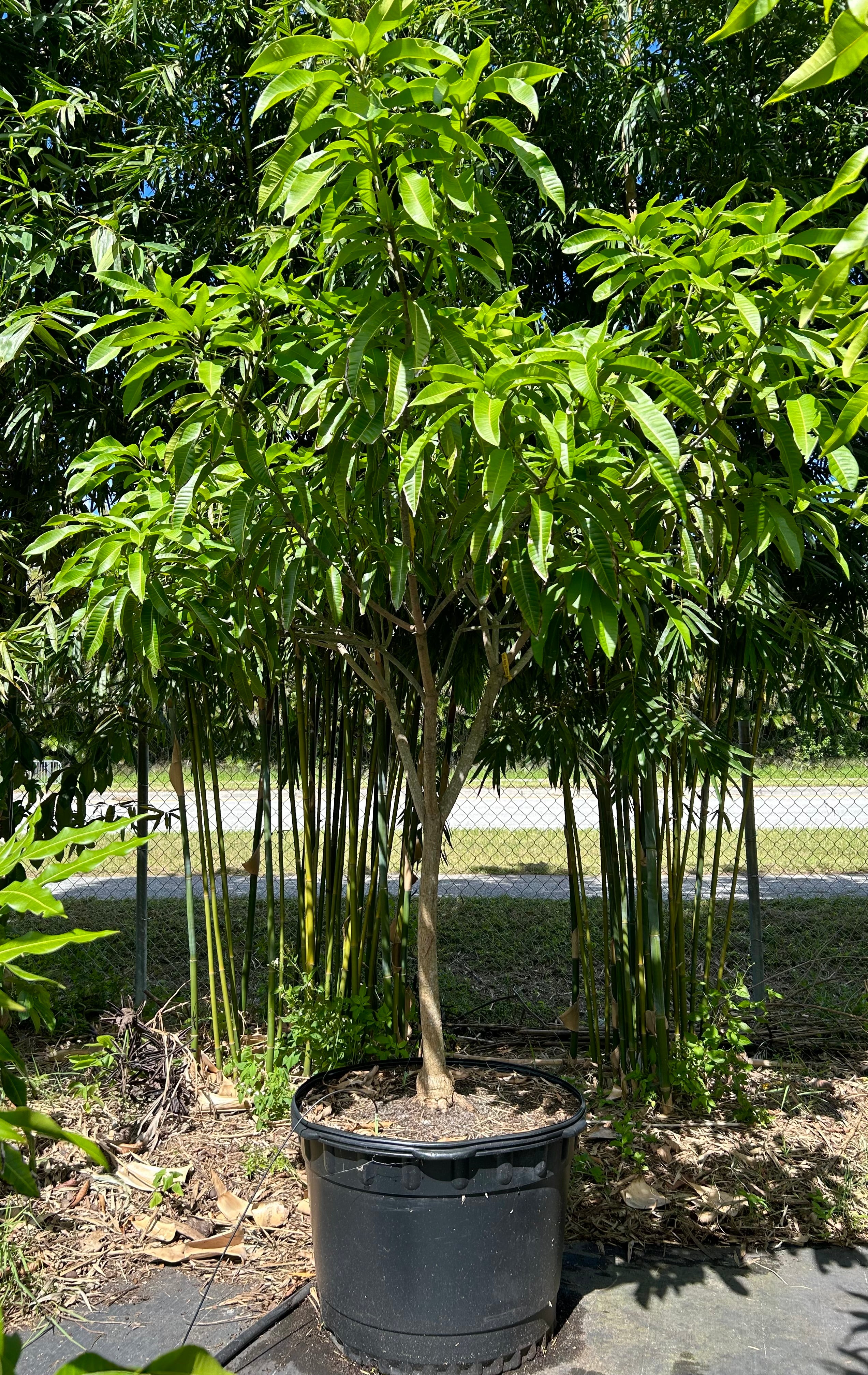 Mango Tree 'Lil Gem' – Incredible Edible Landscapes