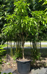 Mango Tree ‘Kathy’
