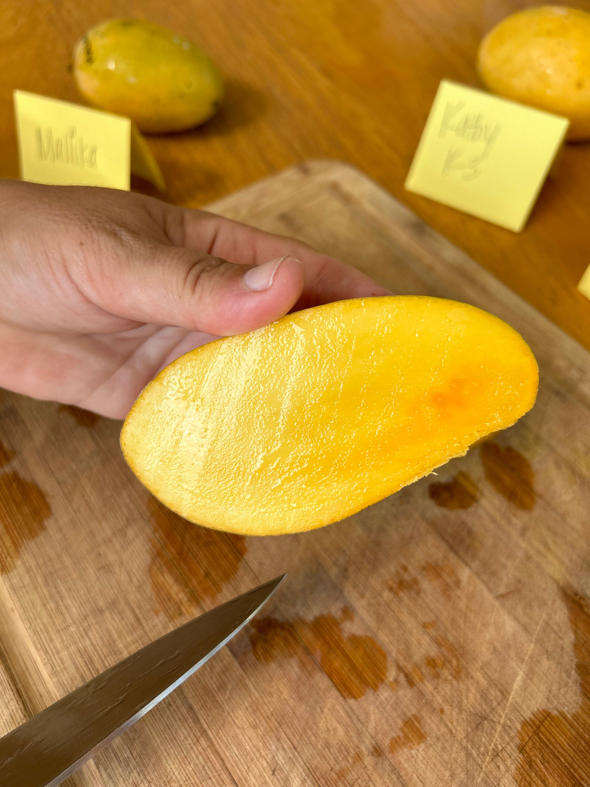 Mango Tree ‘Lemon Meringue’ or ‘Po Pyu Kalay’