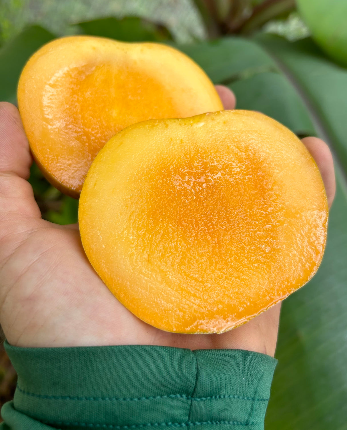 Mango Tree ‘Lil Gem’