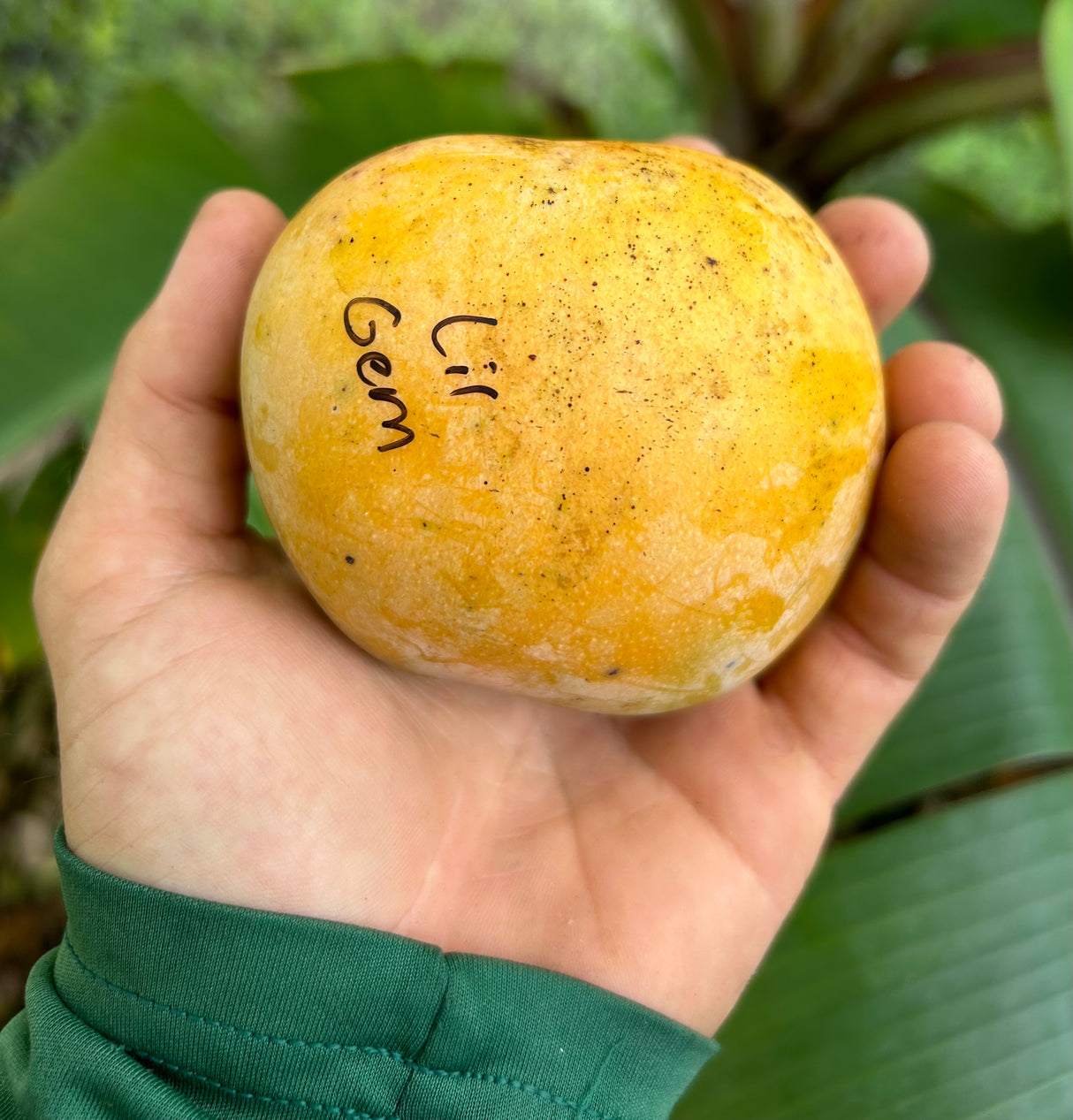 Mango Tree ‘Lil Gem’